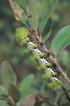 20051206120355-oruga.jpg